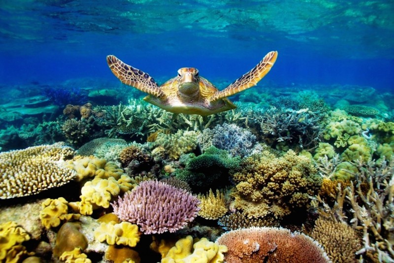Có 5 loài rùa biển đưa vào sách Đỏ tại vùng biển nước Việt Nam