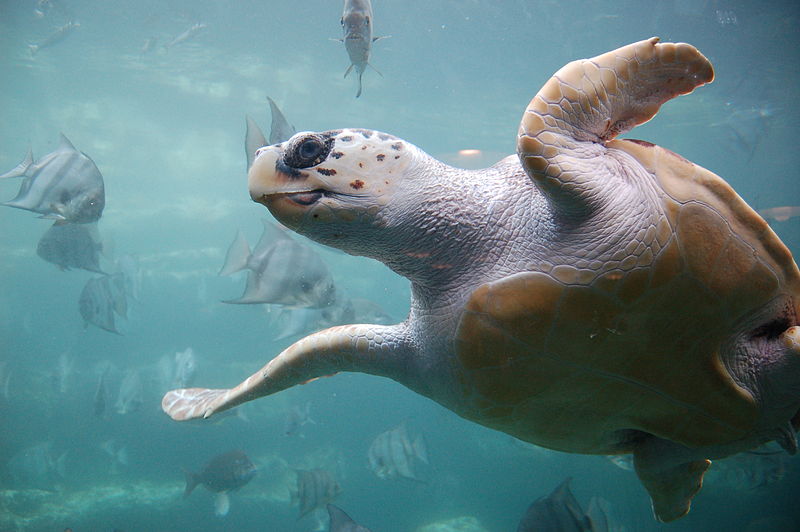 Rùa biển Quản đồng - Caretta caretta