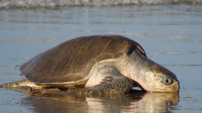 Rùa biển Vích - Chelonia mydas